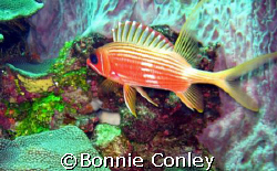 Squirrelfish seen in Tobago.  Photo taken with a Canon Po... by Bonnie Conley 